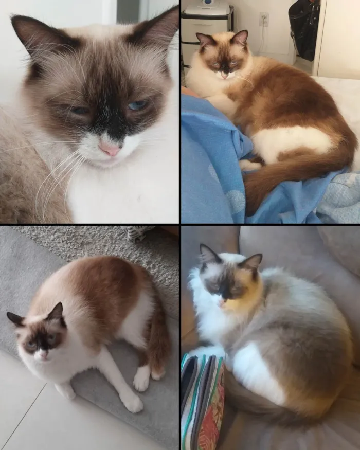 Gato raça Não definida idade 3 anos nome Gaspard