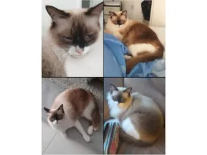Gato raça Não definida idade 3 anos nome Gaspard