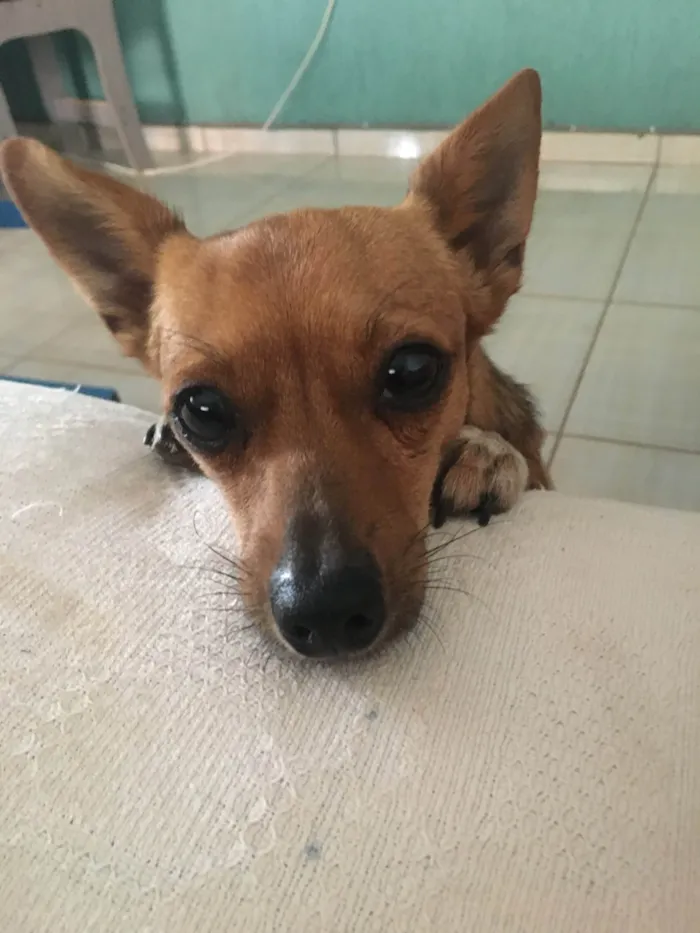 Cachorro ra a Pinscher  idade 3 anos nome Totó 