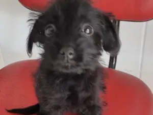 Cachorro raça SRD-ViraLata idade Abaixo de 2 meses nome Puppy