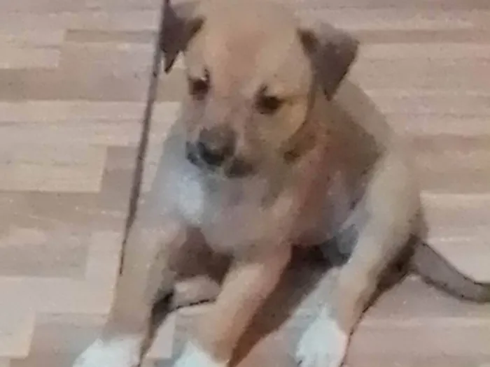Cachorro raça SRD-ViraLata idade Abaixo de 2 meses nome Filhota 1 