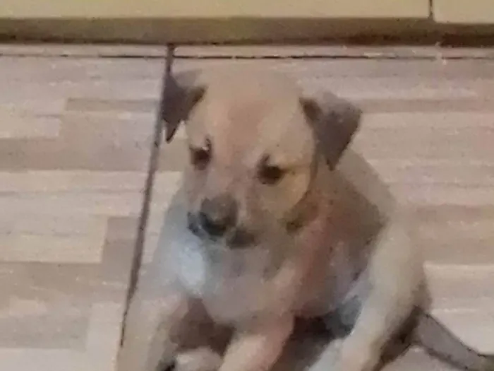 Cachorro raça SRD-ViraLata idade Abaixo de 2 meses nome Filhota 1 