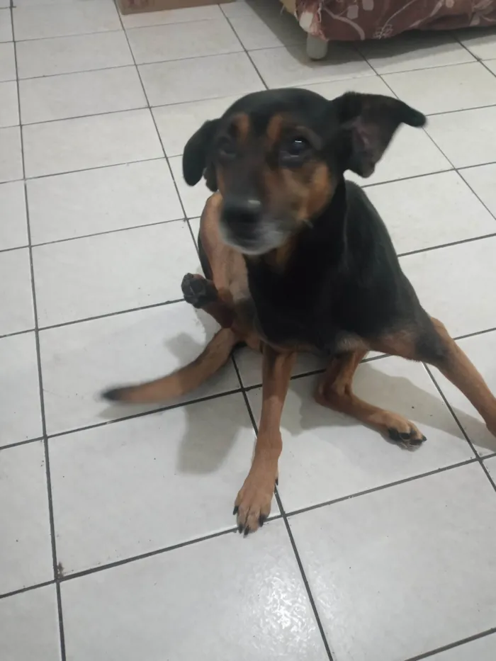 Cachorro ra a SRD-ViraLata idade 6 ou mais anos nome Bob