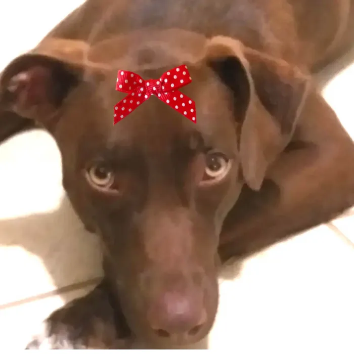 Cachorro ra a Mestica  idade 1 ano nome Rubi 