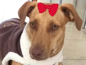 Cachorro raça Mestica  idade 1 ano nome Cristal 