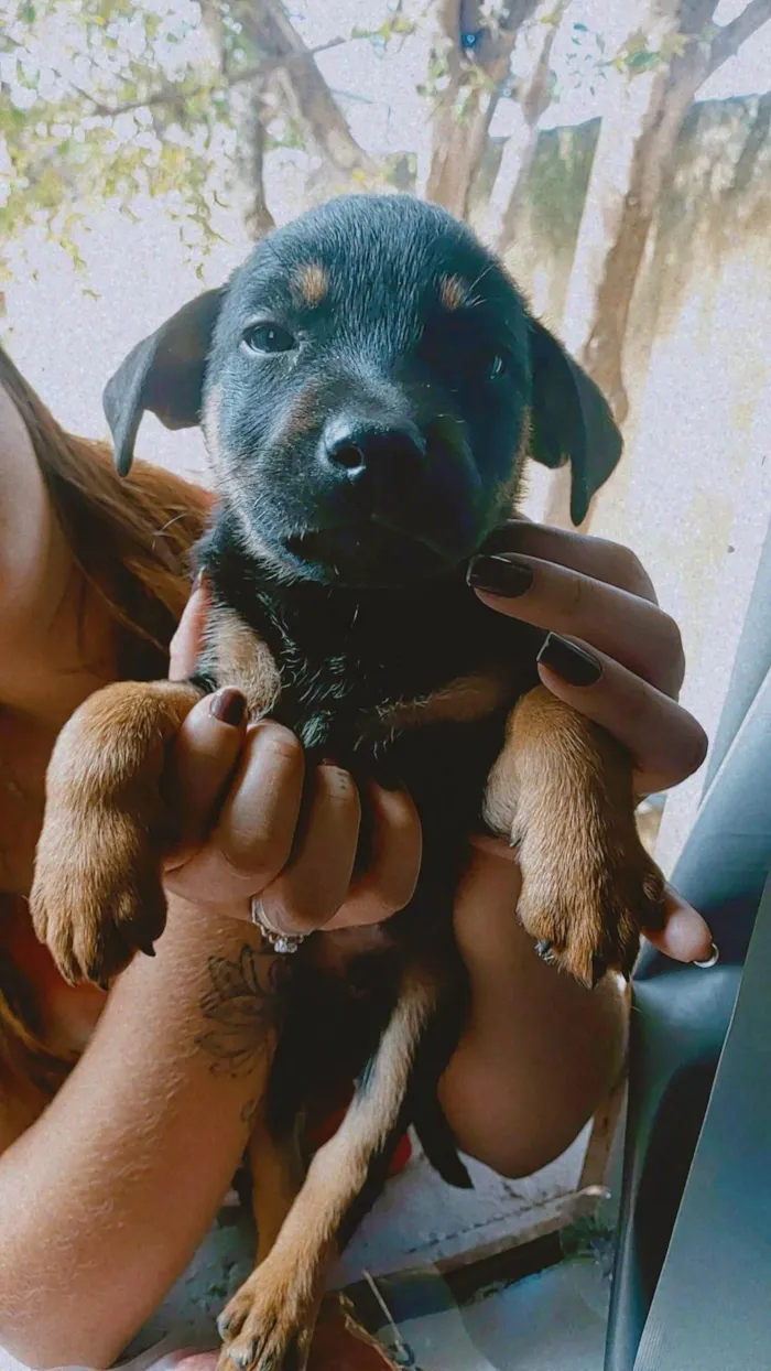 Cachorro raça Rotwailer com vira lata idade 2 a 6 meses nome Kaíke