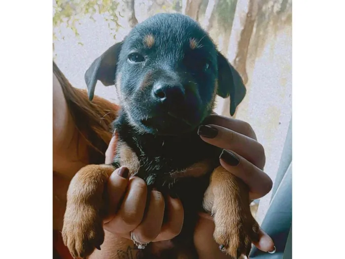 Cachorro raça Rotwailer com vira lata idade 2 a 6 meses nome Kaíke