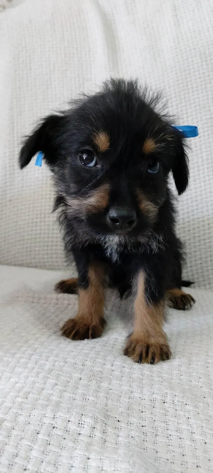 Cachorro raça Rottweiler com vira-lata idade 2 a 6 meses nome Tomy