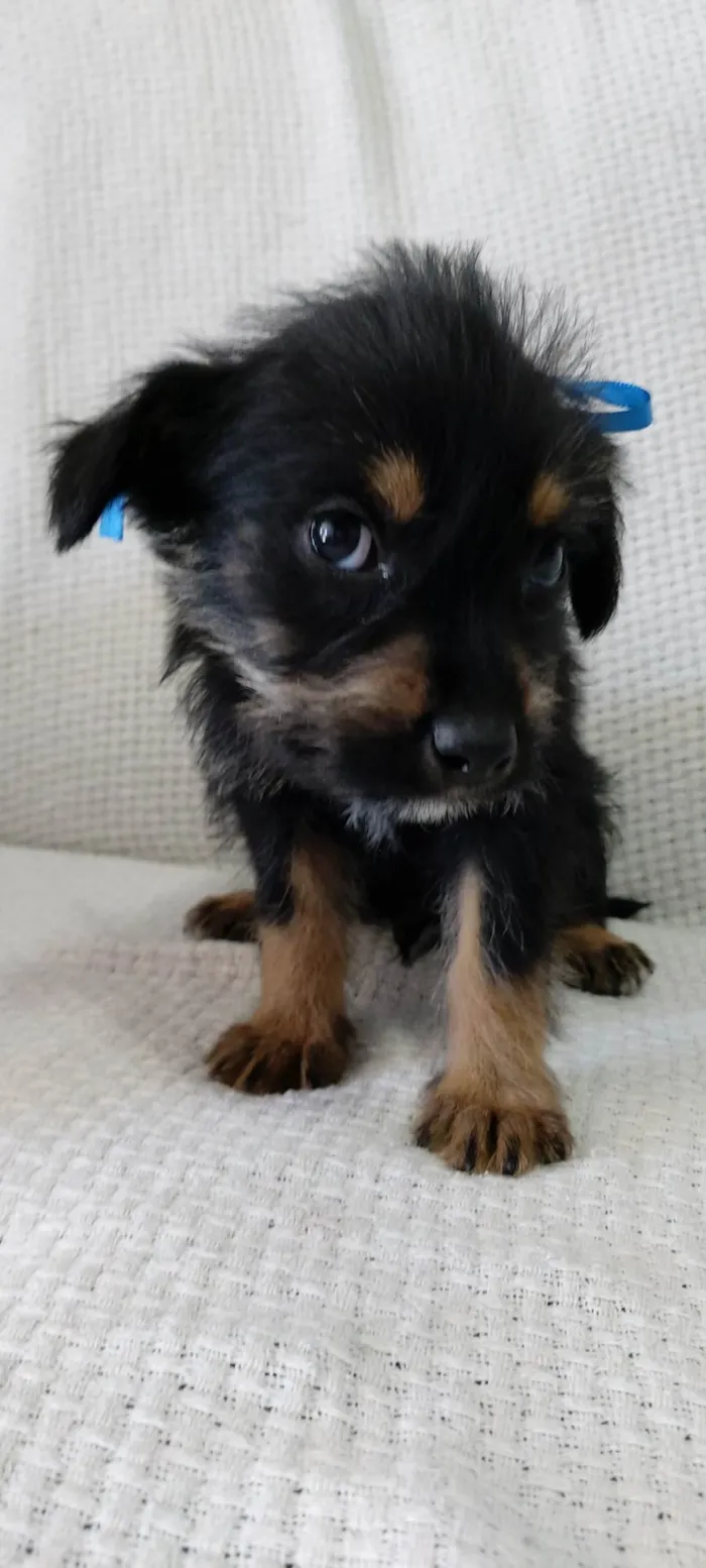 Cachorro raça Rottweiler com vira-lata idade 2 a 6 meses nome Tomy