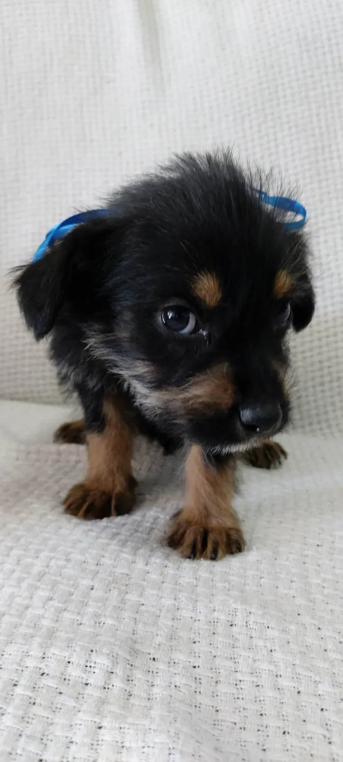 Cachorro raça Rottweiler com vira-lata idade 2 a 6 meses nome Tomy