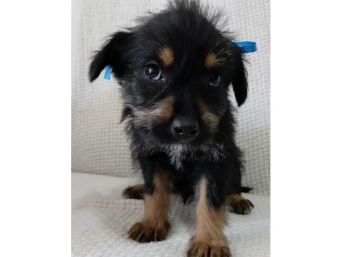 Cachorro raça Rottweiler com vira-lata idade 2 a 6 meses nome Tomy