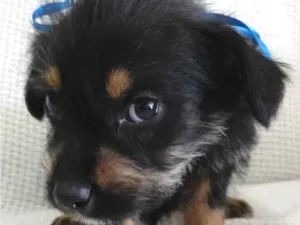 Cachorro raça Rottweiler com vira-lata idade 2 a 6 meses nome Tomy