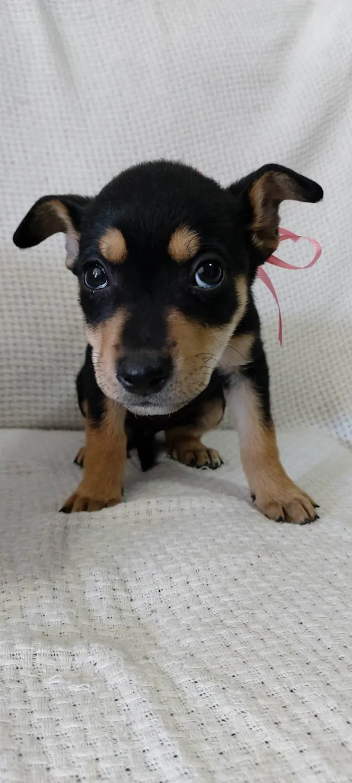 Cachorro raça Rottweiler com vira-latas  idade 2 a 6 meses nome Mel