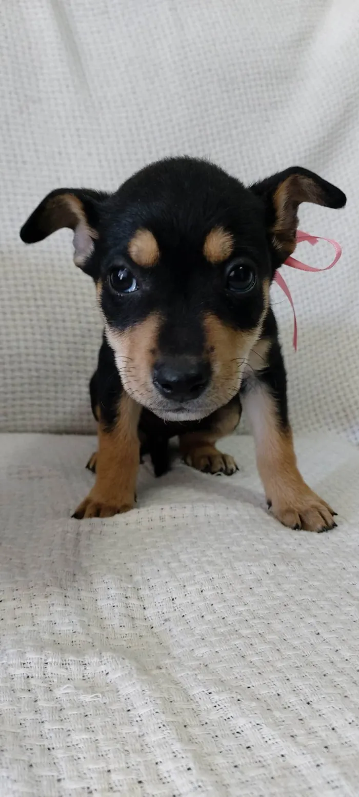 Cachorro raça Rottweiler com vira-latas  idade 2 a 6 meses nome Mel