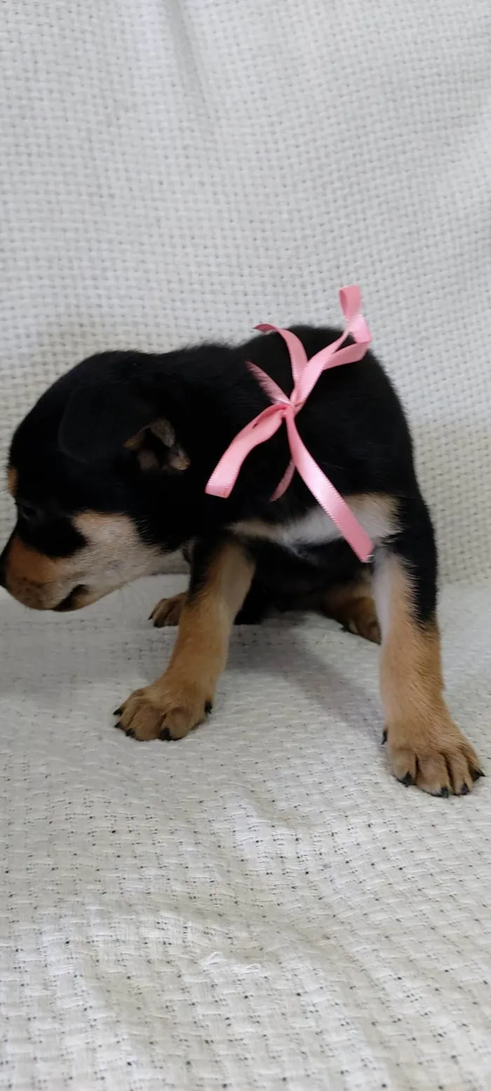 Cachorro raça Rottweiler com vira-latas  idade 2 a 6 meses nome Mel