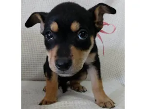 Cachorro raça Rottweiler com vira-latas  idade 2 a 6 meses nome Mel