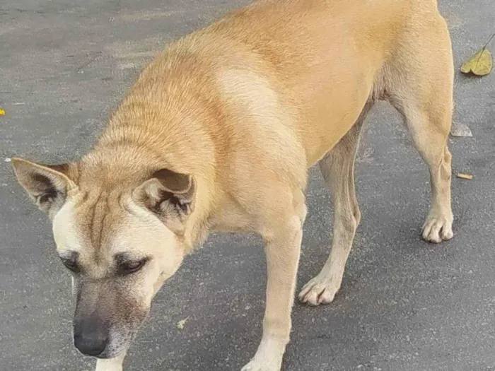 Cachorro ra a SRD idade 2 anos nome Neguinha