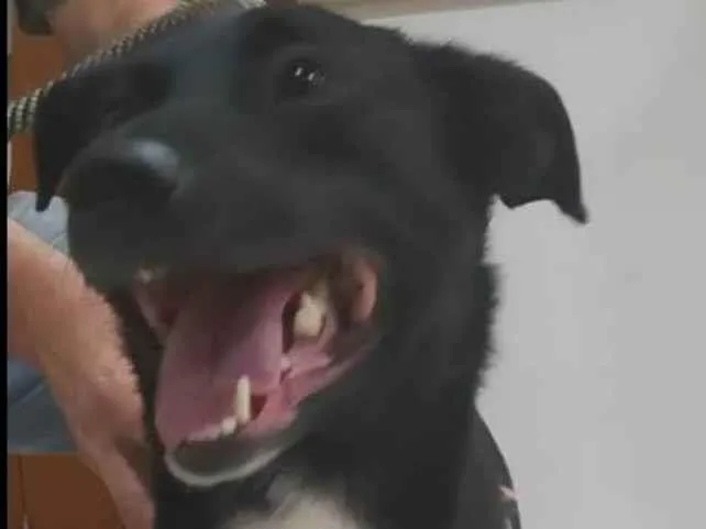 Cachorro ra a SRD-ViraLata idade 1 ano nome Neguinho