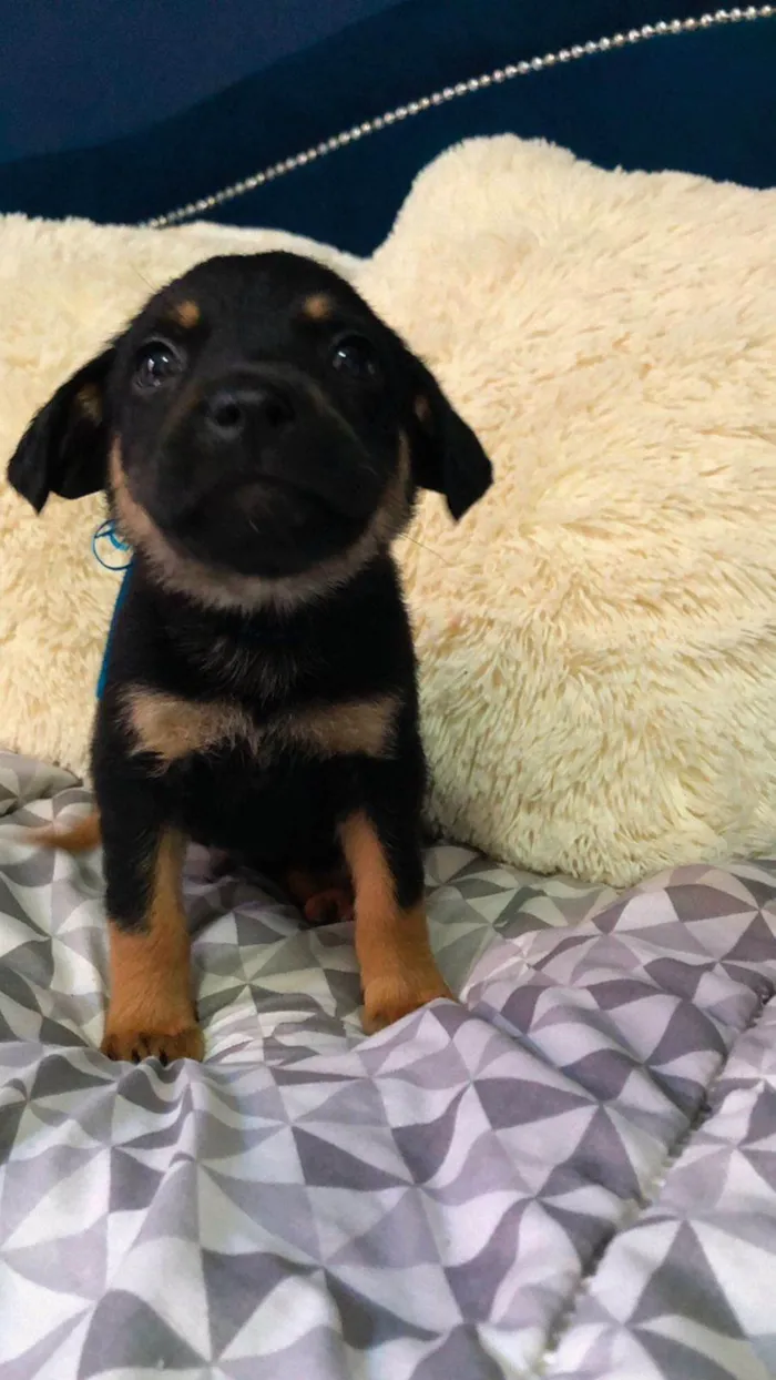 Cachorro raça Rotwailer com vira lata idade 2 a 6 meses nome Kaíke