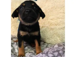 Cachorro raça Rotwailer com vira lata idade 2 a 6 meses nome Kaíke