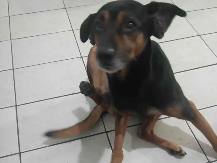 Cachorro ra a SRD-ViraLata idade 6 ou mais anos nome Bob