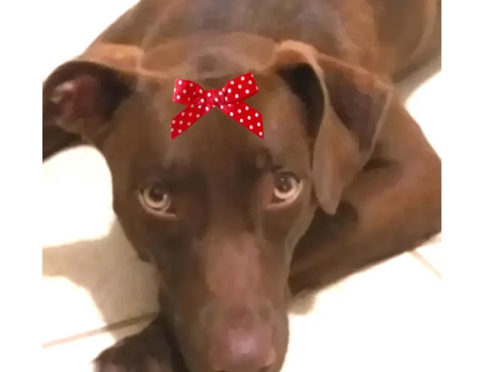 Cachorro ra a Mestica  idade 1 ano nome Rubi 