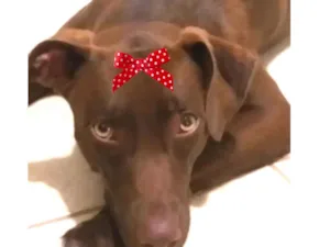 Cachorro raça Mestica  idade 1 ano nome Rubi 