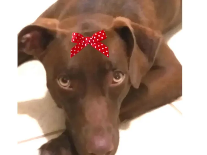 Cachorro ra a Mestica  idade 1 ano nome Rubi 