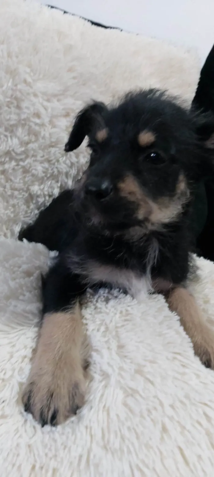 Cachorro raça Rottweiler com vira-latas  idade 2 a 6 meses nome Malu