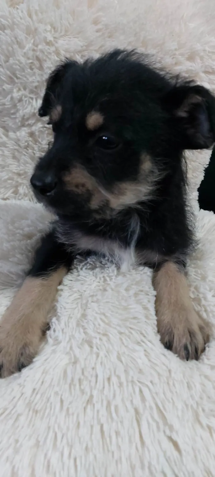 Cachorro raça Rottweiler com vira-latas  idade 2 a 6 meses nome Malu