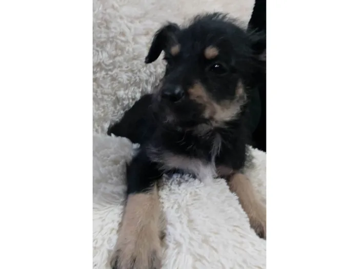 Cachorro raça Rottweiler com vira-latas  idade 2 a 6 meses nome Malu