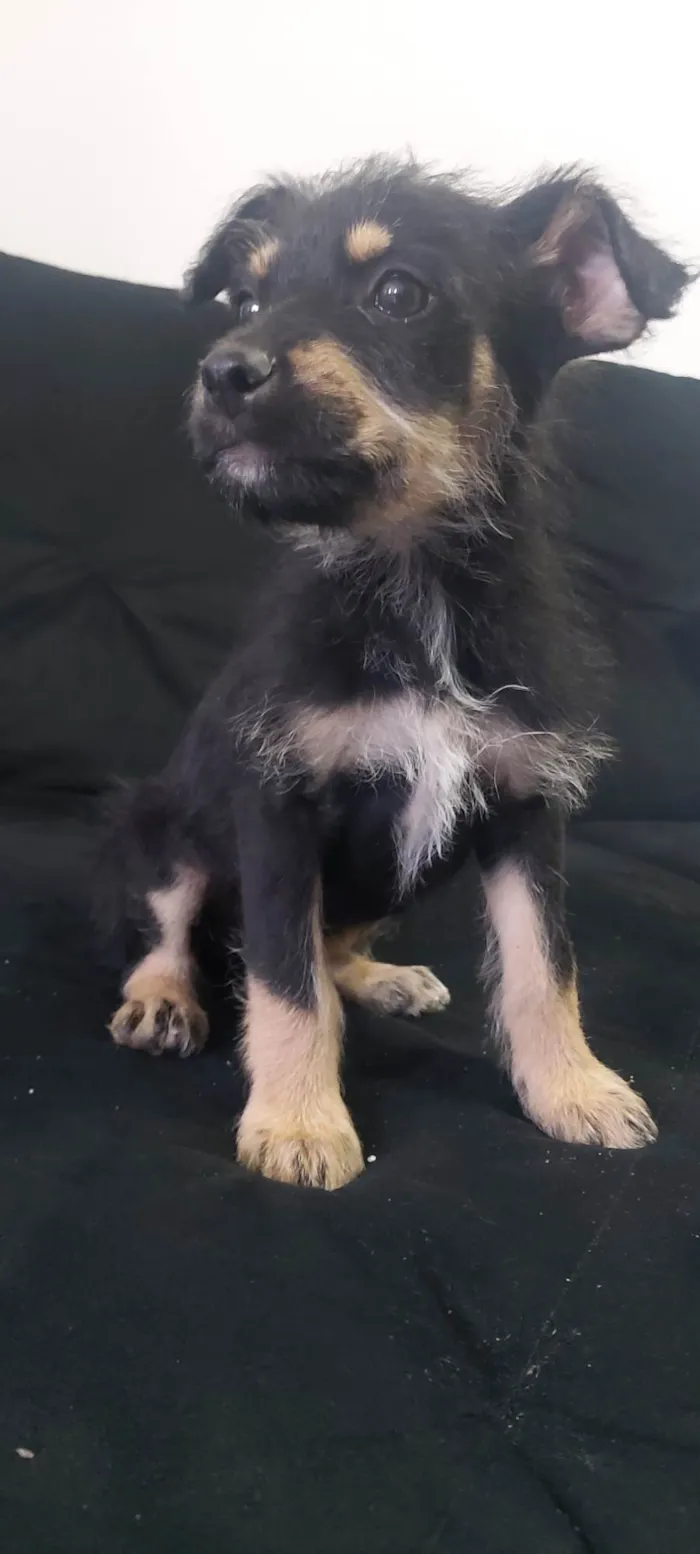 Cachorro raça Rottweiler com vira-lata idade 2 a 6 meses nome Bily