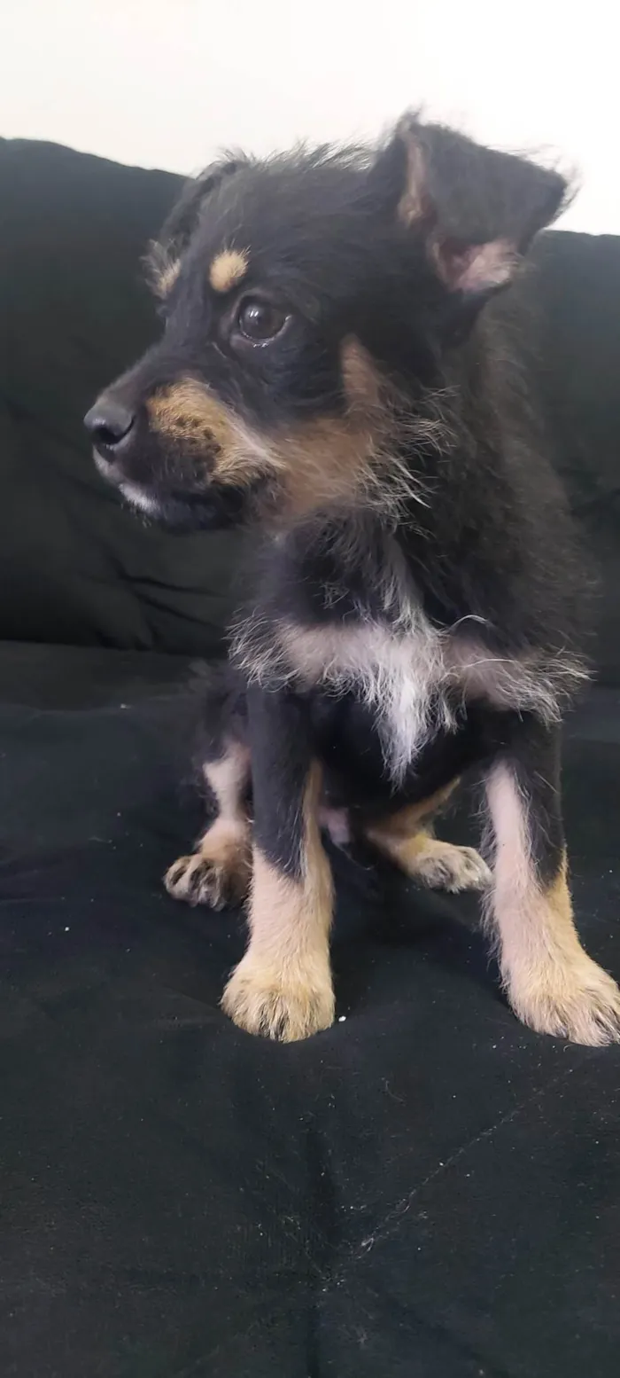 Cachorro raça Rottweiler com vira-lata idade 2 a 6 meses nome Bily