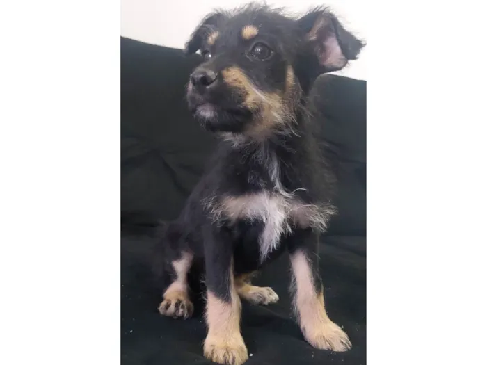 Cachorro raça Rottweiler com vira-lata idade 2 a 6 meses nome Bily