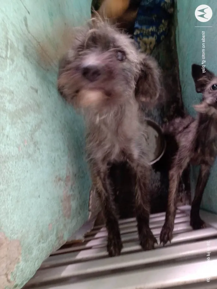 Cachorro ra a Viralata  idade 3 anos nome Belinha 