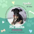 Cachorro raça SRD-ViraLata idade Abaixo de 2 meses nome Apollo