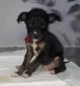 Cachorro raça SRD-ViraLata idade Abaixo de 2 meses nome Apollo