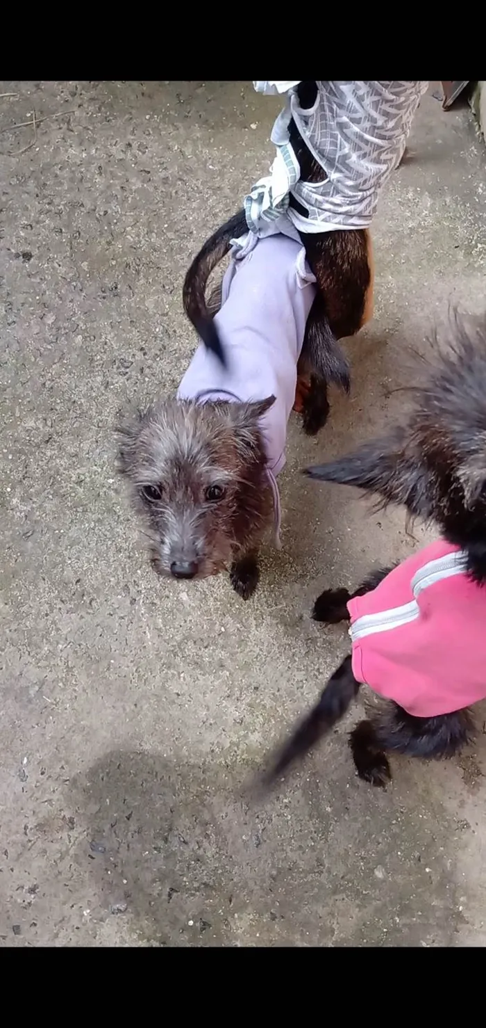 Cachorro ra a Viralata idade 1 ano nome Princesinha 