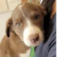 Apolo 