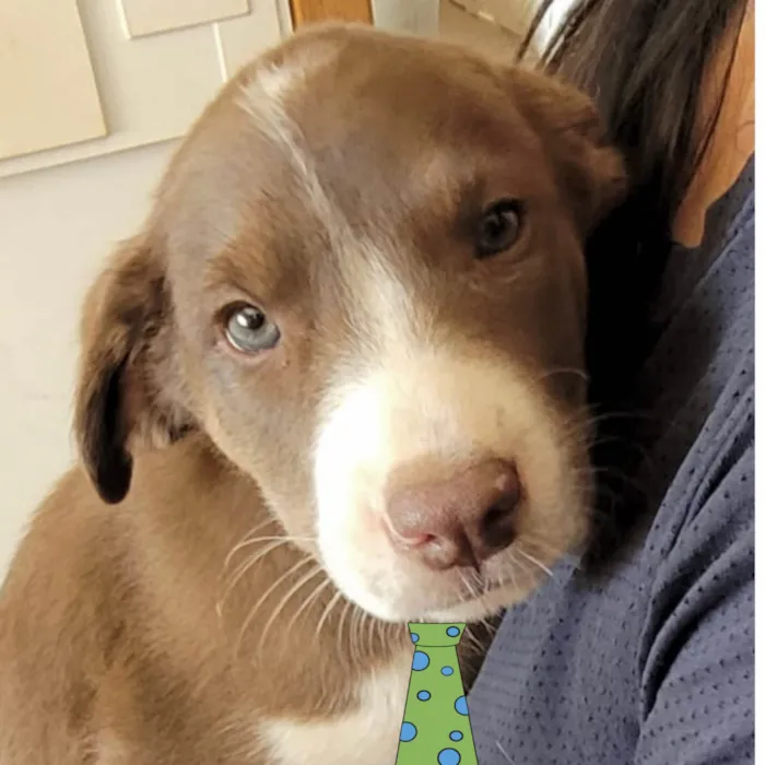 Cachorro ra a Mestico  idade 2 a 6 meses nome Apolo 