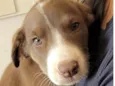 Apolo 