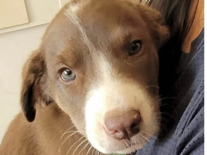 Cachorro ra a Mestico  idade 2 a 6 meses nome Apolo 