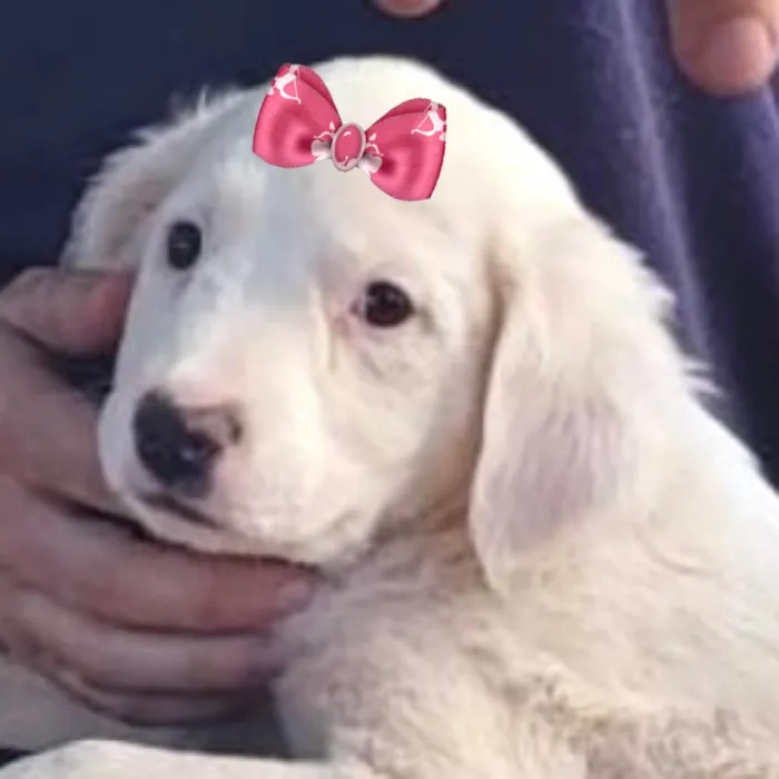 Cachorro ra a Mestica  idade 2 a 6 meses nome Lua 