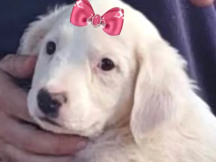 Cachorro ra a Mestica  idade 2 a 6 meses nome Lua 