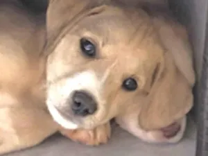 Cachorro raça Mestico  idade 2 a 6 meses nome Charlie 