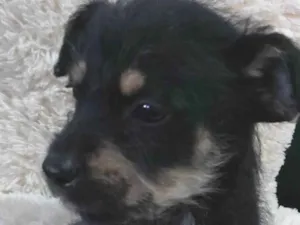 Cachorro raça Rottweiler com vira-latas  idade 2 a 6 meses nome Malu