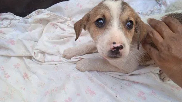 Cachorro ra a SRD-ViraLata idade Abaixo de 2 meses nome Lola