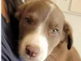Apolo 