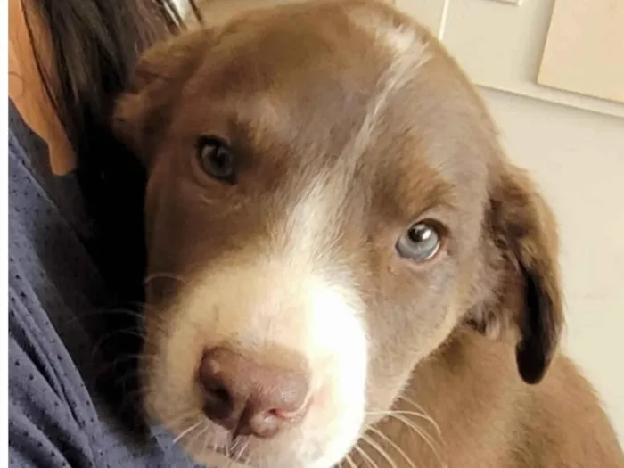 Cachorro ra a Mestico  idade 2 a 6 meses nome Apolo 