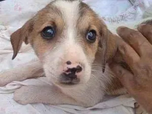 Cachorro raça SRD-ViraLata idade Abaixo de 2 meses nome Lola